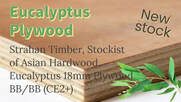 Eucalyptus Plywood
